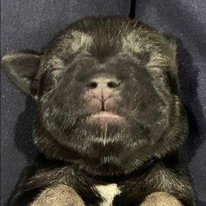 Meet your Posher, Denis